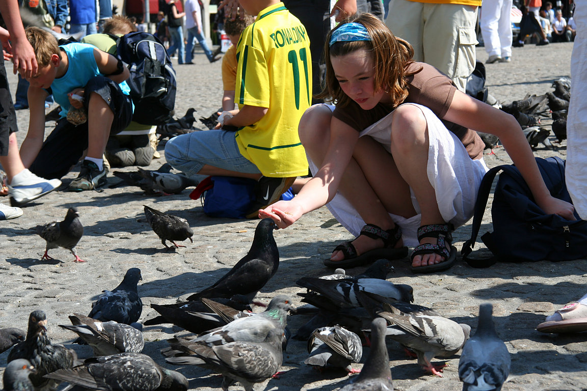 Amsterdam, pigeons on Dam