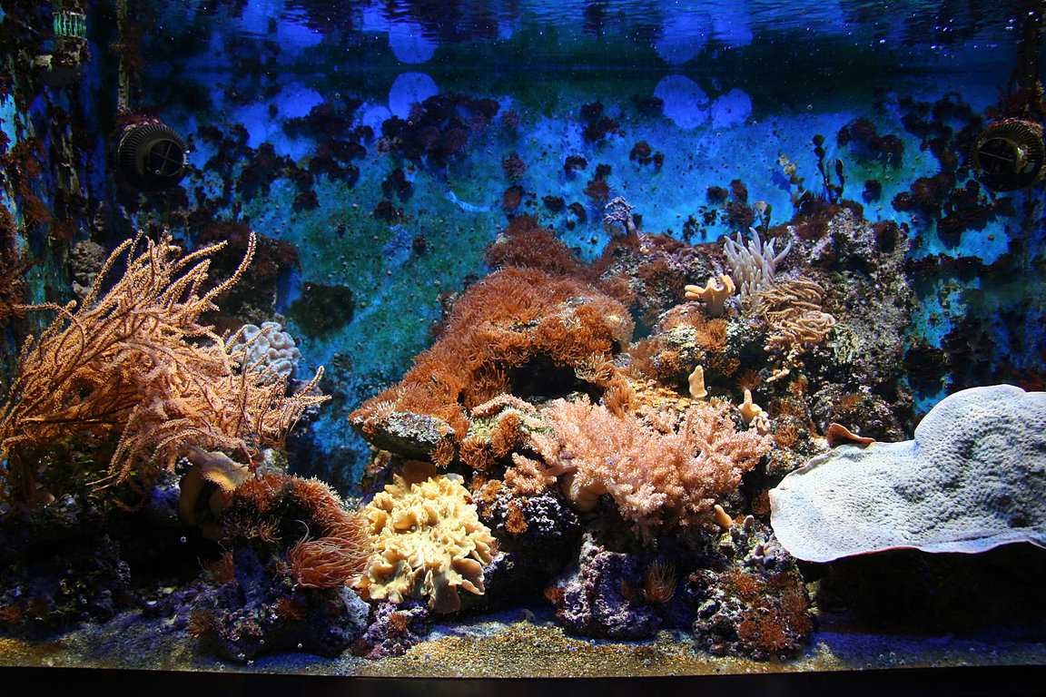 Amsterdam, Artis, Aquarium