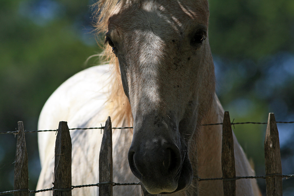 konci s nmi ekali u muzea Camargue