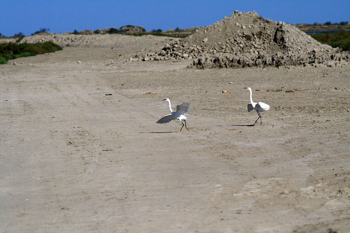 Camargue