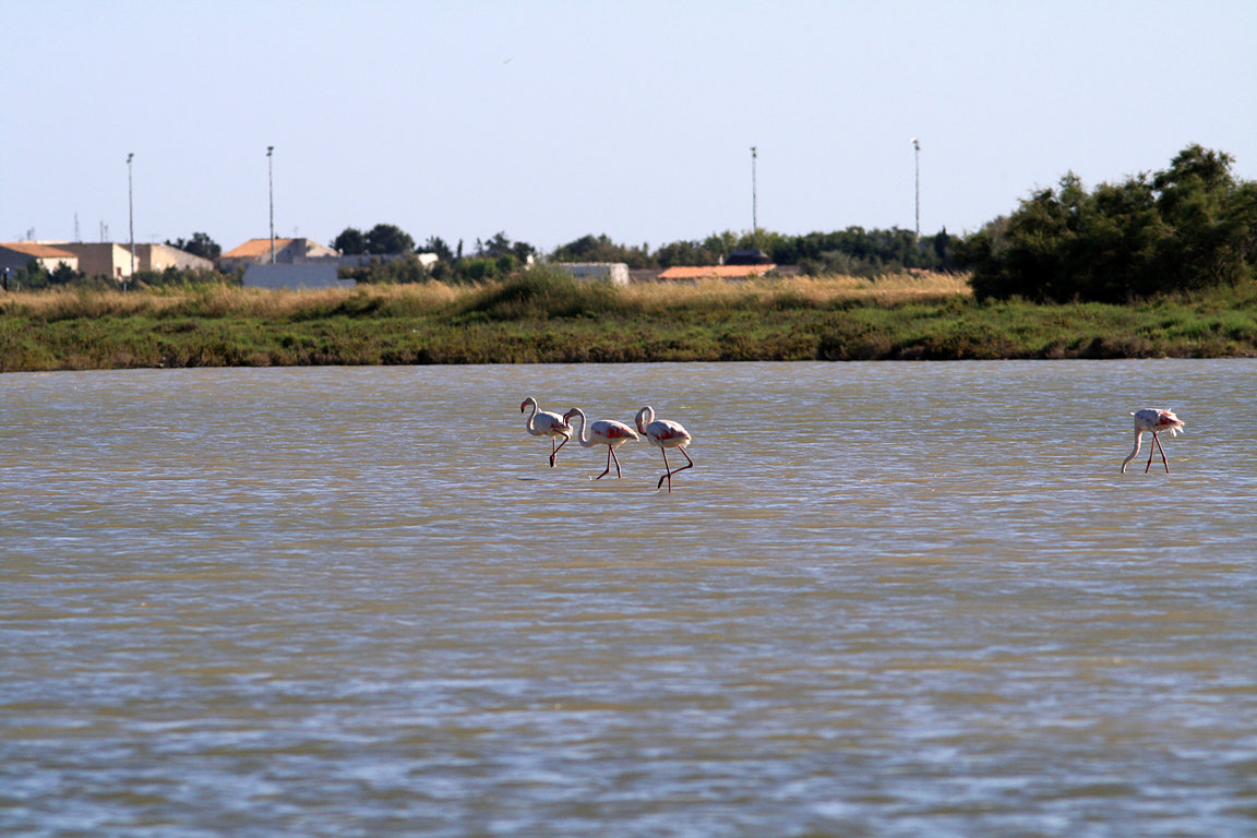 Camargue