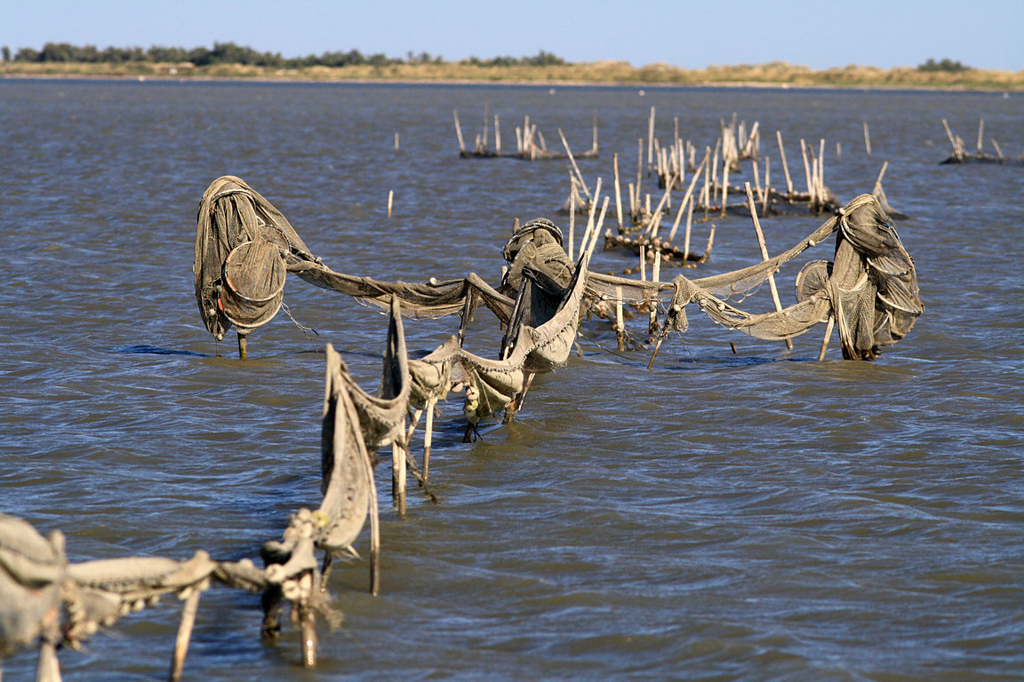 Camargue