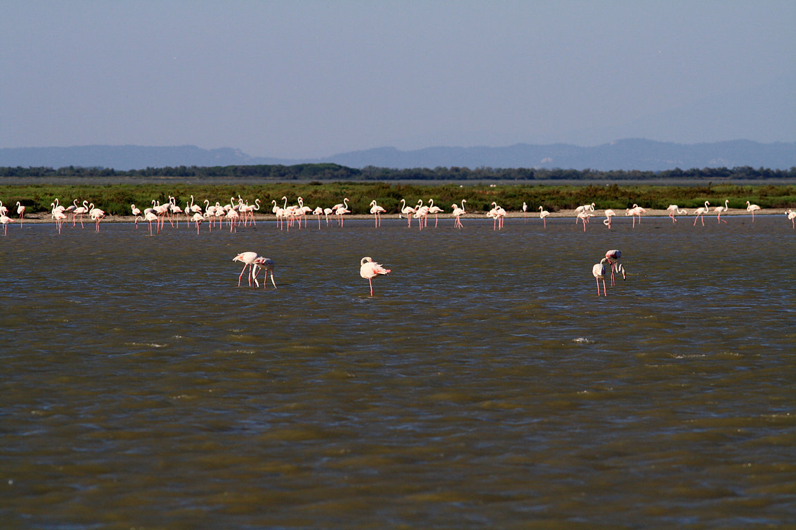 Camargue