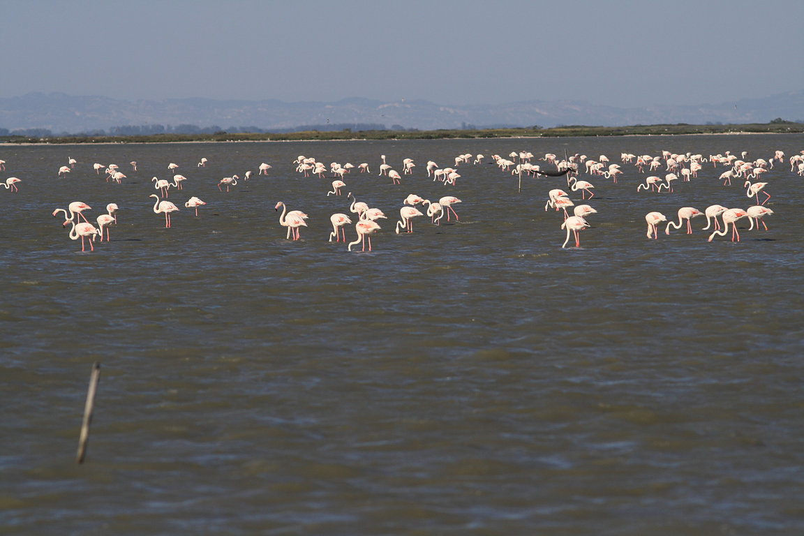 Camargue