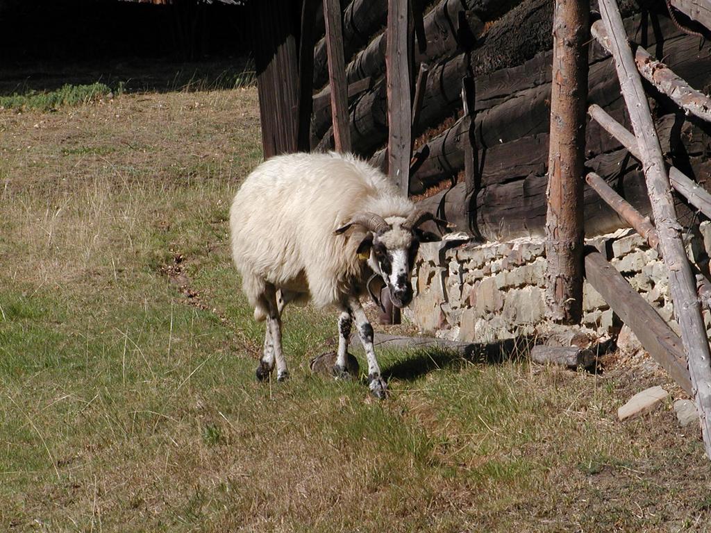 Skanzen Ronov - oveka